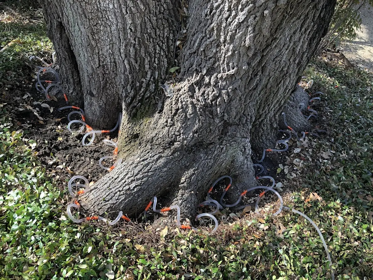 Detailed Tree Cabling and Bracing job site in Addieville