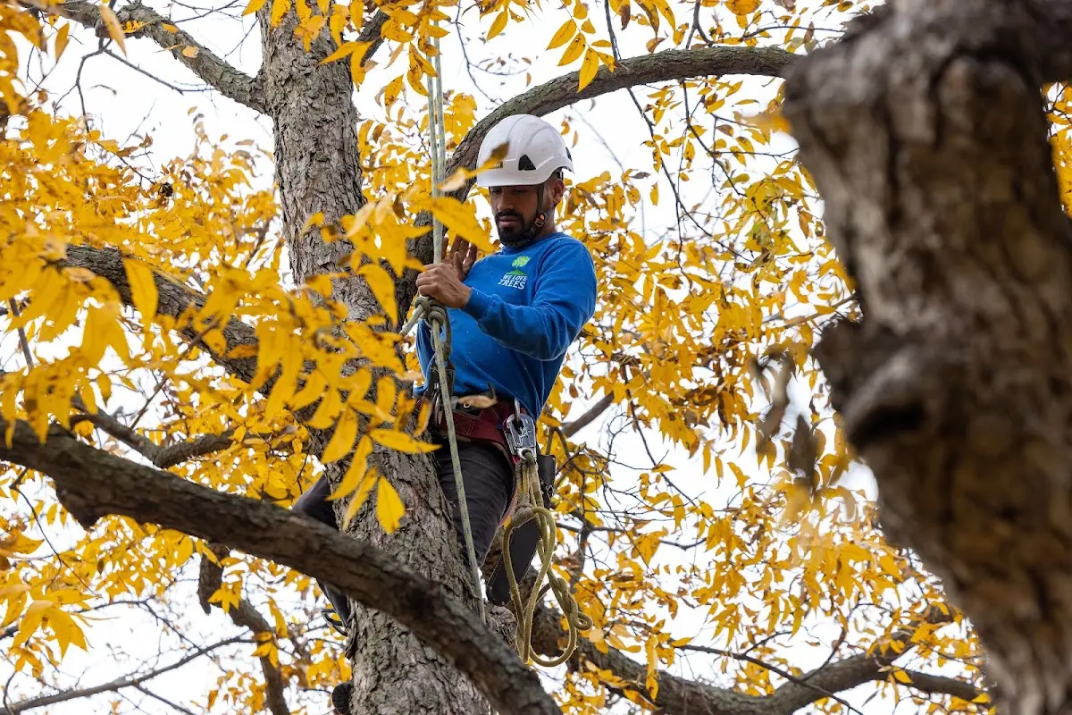 Skilled Tree Planing crew working in Addieville